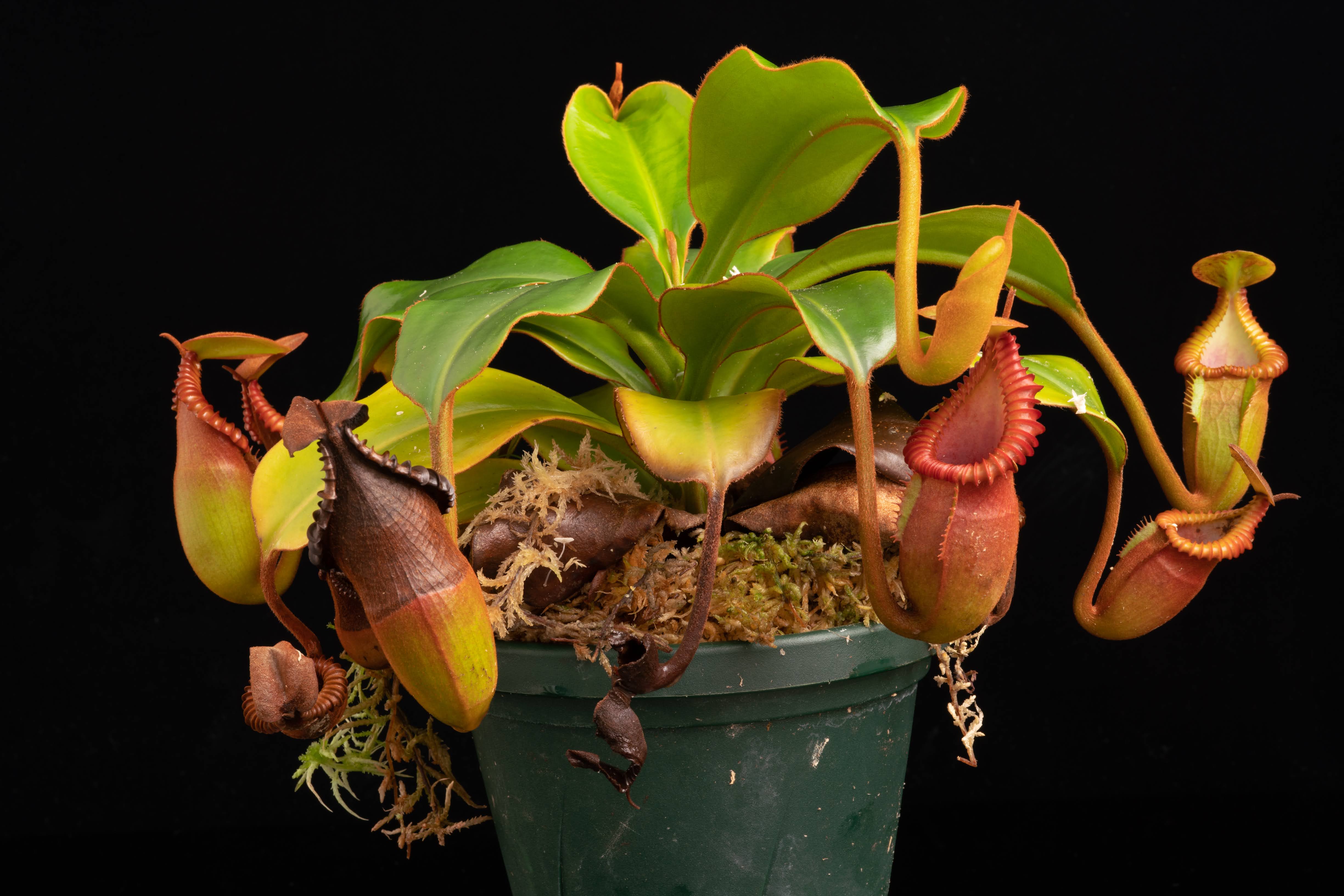 4 Nepenthes macrophylla Thomas Carow (mix of 2or3 clones) [食虫